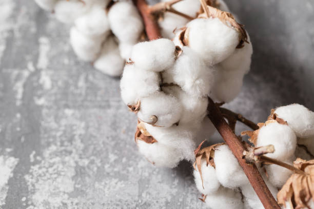 istock Dried cotton plant flower on old grey background. Close-up, copy space. 917999092