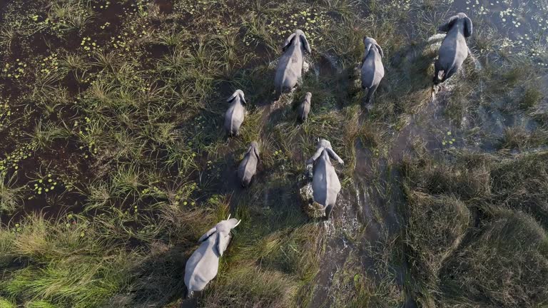 679,171 Wild Animals Stock Videos and Royalty-Free Footage - iStock | Cute wild animals, Funny wild animals, Group of wild animals 679,171 Wild Animals Stock Videos and Royalty-Free Footage - iStock | Cute wild animals, Funny wild animals, Group of wild animals