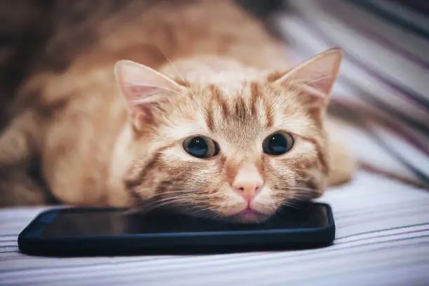 Ginger Cat and Smartphone