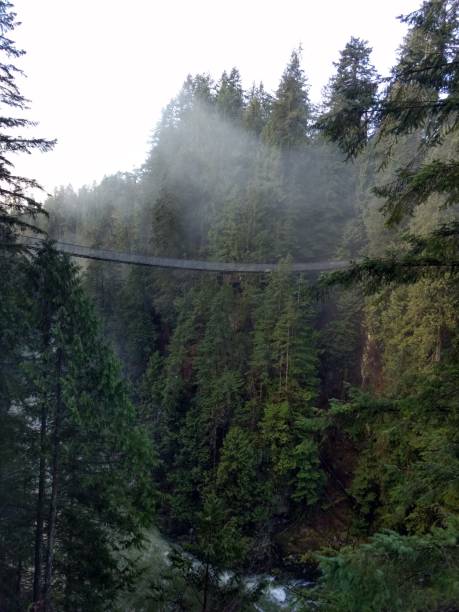 istock Capilano Park Suspension Bridge 918006498