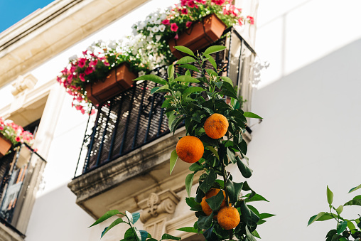 Low angle view of orange tree against background of typical balcony decorated with colorful flower pots in Cordoba