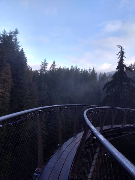 istock Capilano Park Suspension Bridge 918006824