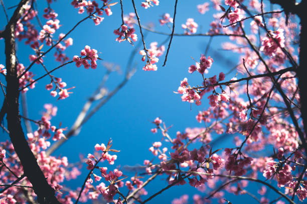 istock Spring hello spring Pink flowers in the forest  Prunus 918008362