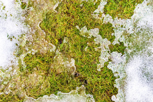 istock texture in the  close-up snow on the grass 918016556