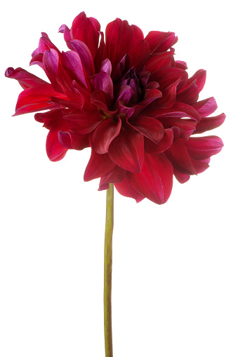 Studio Shot of Burgundy-red Colored Dahlia Flower Isolated on White Background. Large Depth of Field (DOF). Macro.