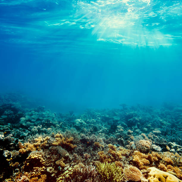 istock Underwater coral reef on the red sea 918019714