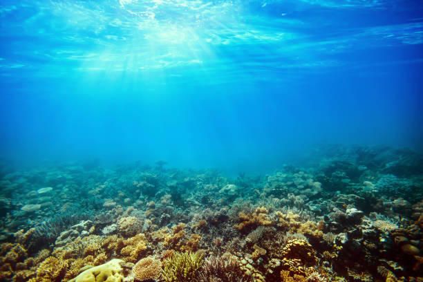 istock Underwater coral reef on the red sea 918019824