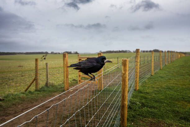 istock Crow of Stonehenge, Wiltshire, England 918020054