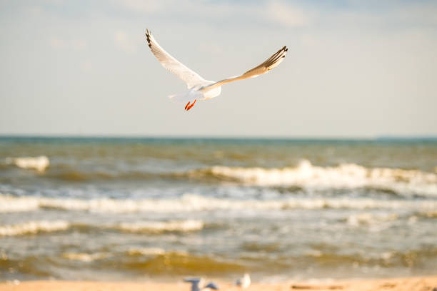 black headed gull flying deep over the Baltic sea