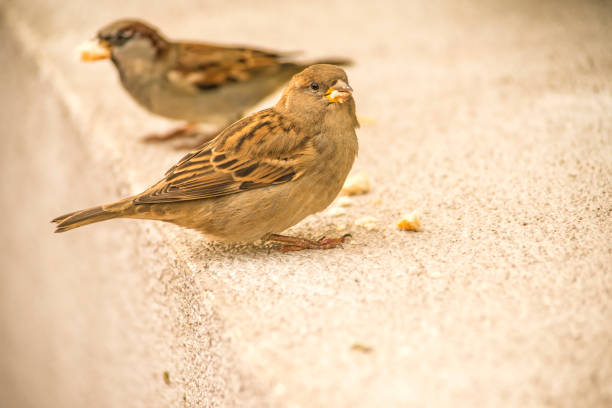 Two sparrows resting on the railing.