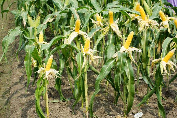 zea mays var saccharata ligne ou maïs doux de plantation de maïs agricole - corn crop irrigation equipment agriculture leaf photos et images de collection