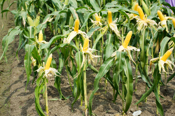 지 시 메이 스 선 var saccharata 또는 농업 옥수수 농장에서 옥수수 - corn crop irrigation equipment agriculture leaf 뉴스 사진 이미지