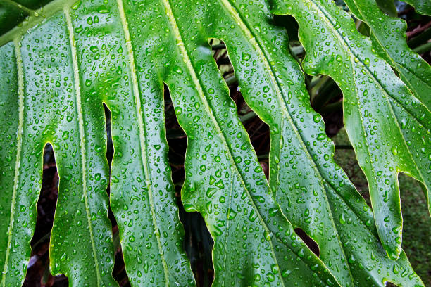 istock Wet Patterns and Textures of Green Leaf Plant Background 918034598