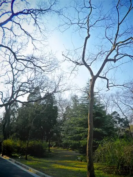 Bare Tree Branches in Blue Sky