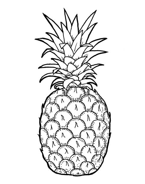 Pineapple fruit hand draw illustration A hand draw of plant elements, black pen on white background. ananas stock illustrations