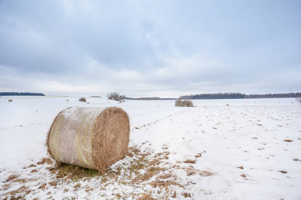 istock on the field there is a hay ball 918036088