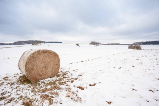 istock on the field there is a hay ball 918036102