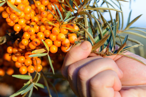 istock Sea Buckthorn Berries on Tree 918036286