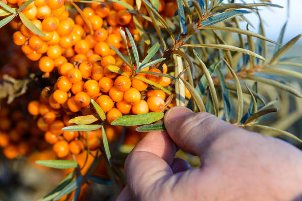 istock Sea Buckthorn Berries on Tree 918036296