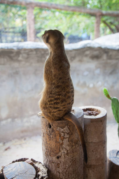 istock Meerkat in the zoos. 918038430