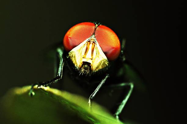 Close up face and compound eyes of red fly.