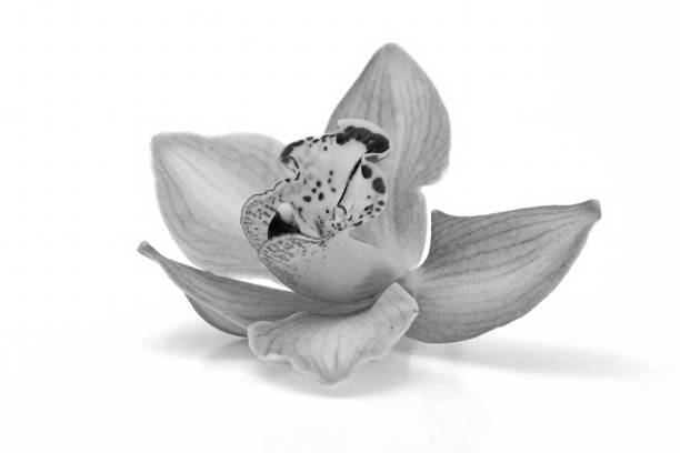 istock Isolated beautiful orchid in black and white 918039422