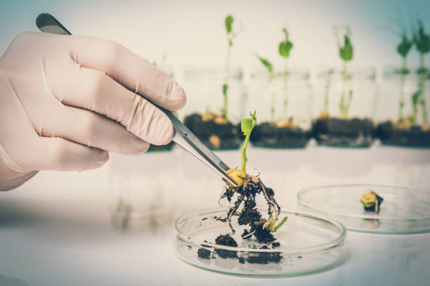 Scientist testing GMO plant in biological laboratory Scientist testing GMO plant in laboratory - biotechnology and GMO concept genetically modified food stock pictures, royalty-free photos & images