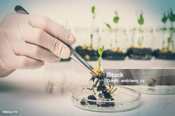 Scientist Testing Gmo Plant In Biological Laboratory Stock Photo - Download Image Now
