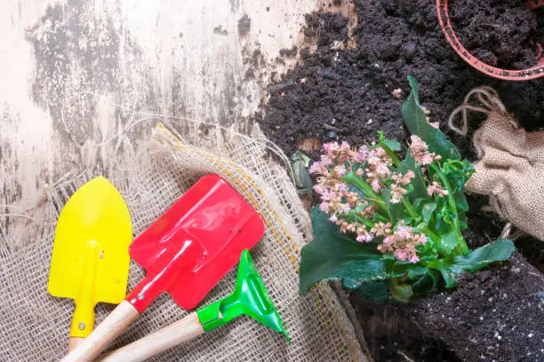 Repotting activity concept with a blooming plant, soil, flower pot and gardening utensils on a jute sack, under sunlight.