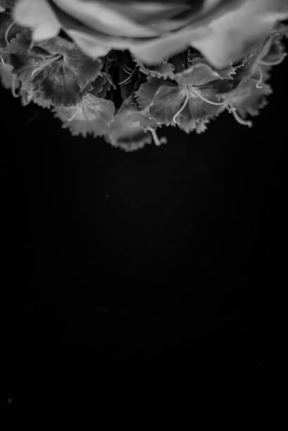 istock Composition of flowers in neon light 918045498