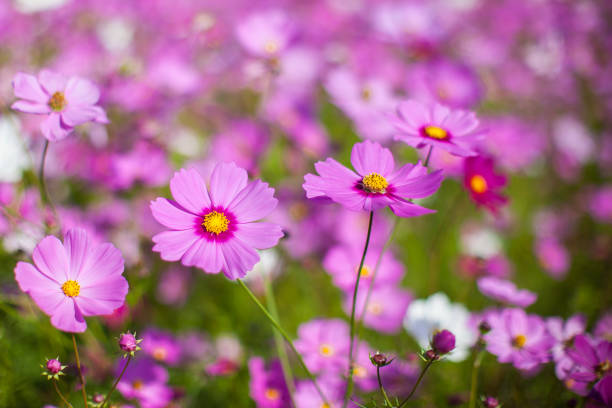 istock Cosmos flower in the green fields. 918045646