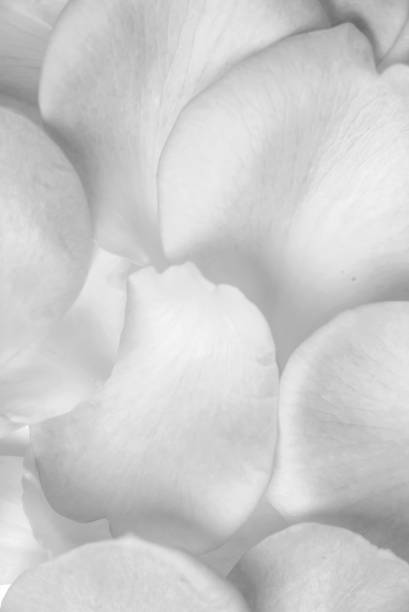 istock background of rose petals on a table 918045784