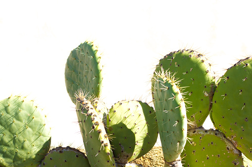 Sunlit Prickly Pear Cactus, White Background, Copy Space. Shot in Sicily, Italy.