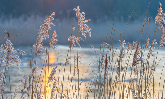 Reed in a field along a frozen lake at sunrise in winter
