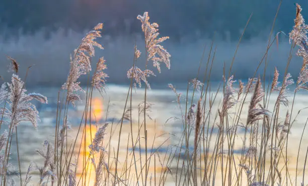 Photo of Reed in a field along a frozen lake at sunrise in winter