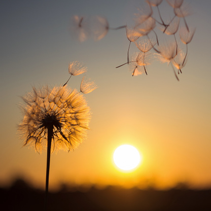 Silhouette of dandelion against the backdrop of the setting sun. Macro photography. Sunset.