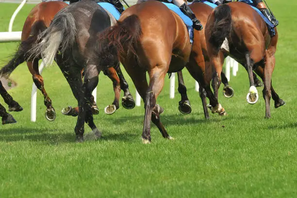 Horse racing action, hooves, legs, tails and grass