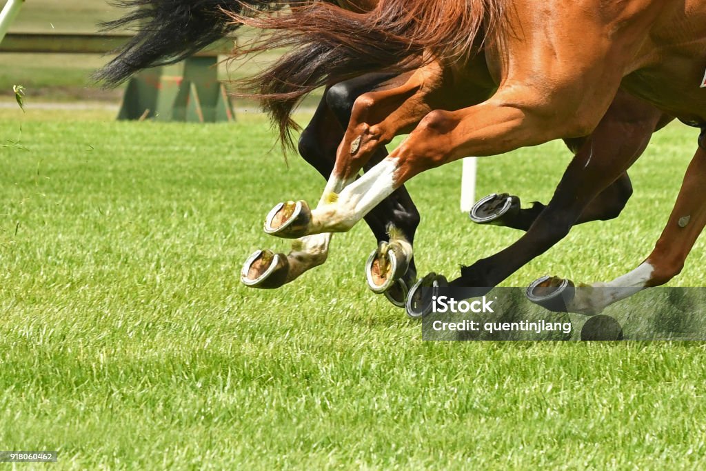 Acción de las carreras de caballos  - Foto de stock de Carreras de caballos libre de derechos