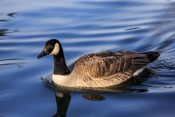 istock The Canada goose on blue water 918060810