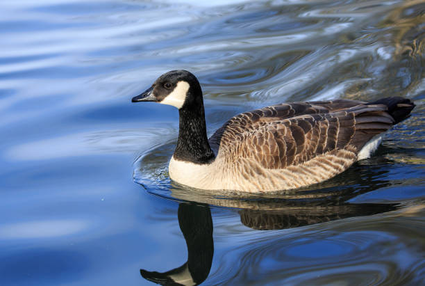 istock The Canada goose on blue water 918060906