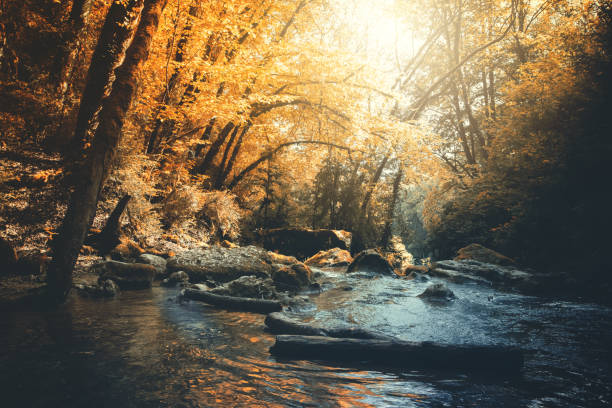 Horizontal composition color photography of French wild river, flowing water in dark lush foliage forest in autumn season with orange leaf at morning sunlight time of the day without people.