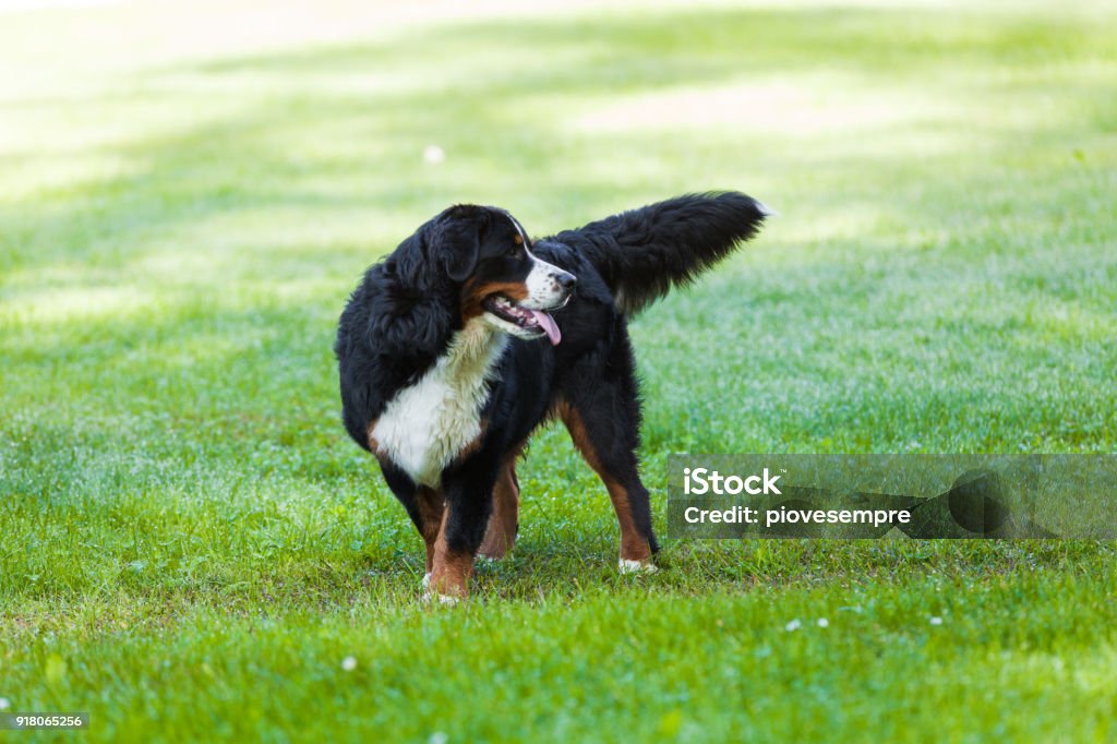 Banco de imagens : natureza, animal, verde, família, vertebrado, Raça cão,  cachorro Grande, Cão de montanha bernese, Cão da montanha do entlebucher,  Cão, como, mamífero, Carnívoro, Pastor inglês, Maior cão suíço montanha