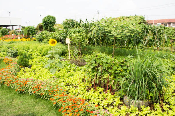 istock Sunflower plant on garden 918068658