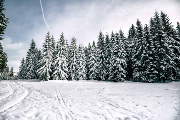 istock snow capped winter forrest in the Giant Mountains 918068816