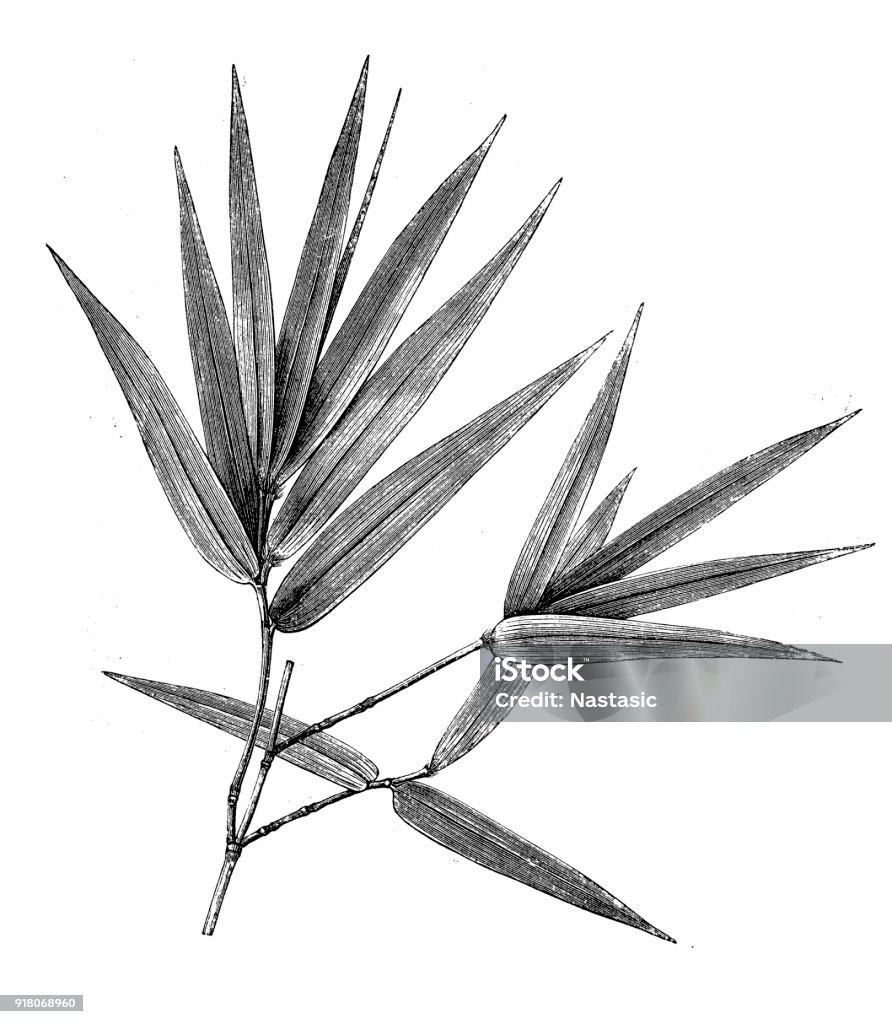 Blossomed twigs from Bamboos Illustration of a Blossomed twigs from Bamboos Bamboo - Plant stock illustration