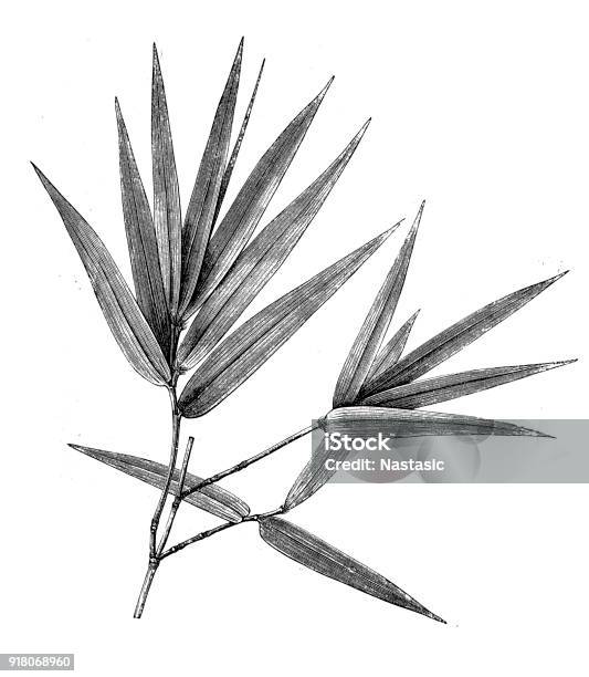 Blossomed Twigs From Bamboos Stock Illustration - Download Image Now - Bamboo - Plant, Illustration, Flower