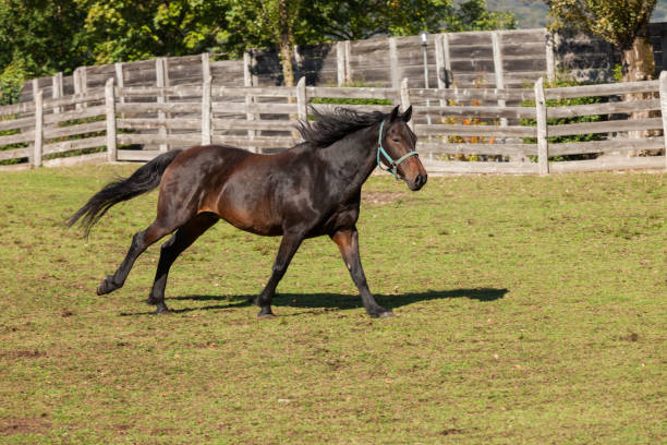 istock Free horses in the meadow 918069502