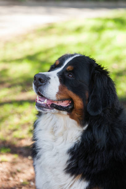 istock Bernese Shepherd in the nature, portrait 918072324