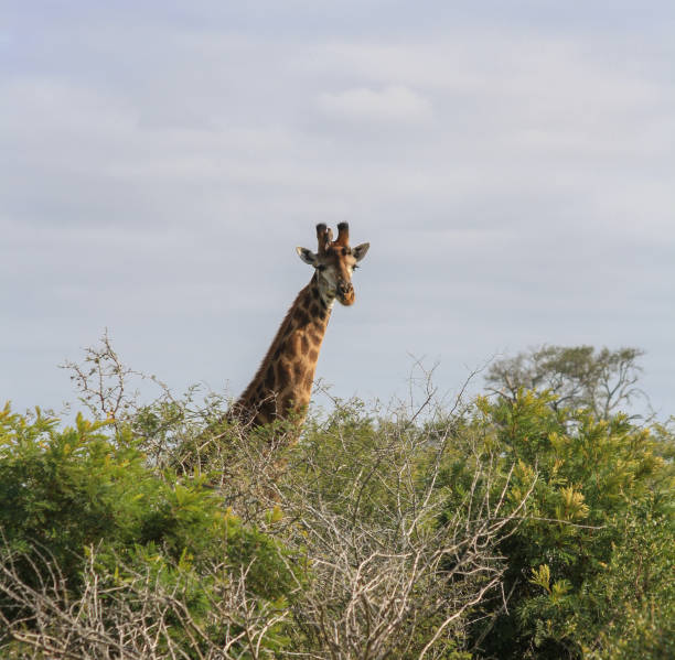 istock Giraffe with two birds on head peering over treetops 918072626