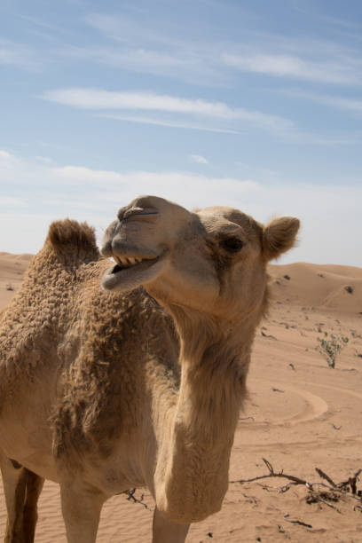 istock Happy camel posing in desert near dubai 918073144